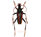 Mastododera lateralis (Madagascar)